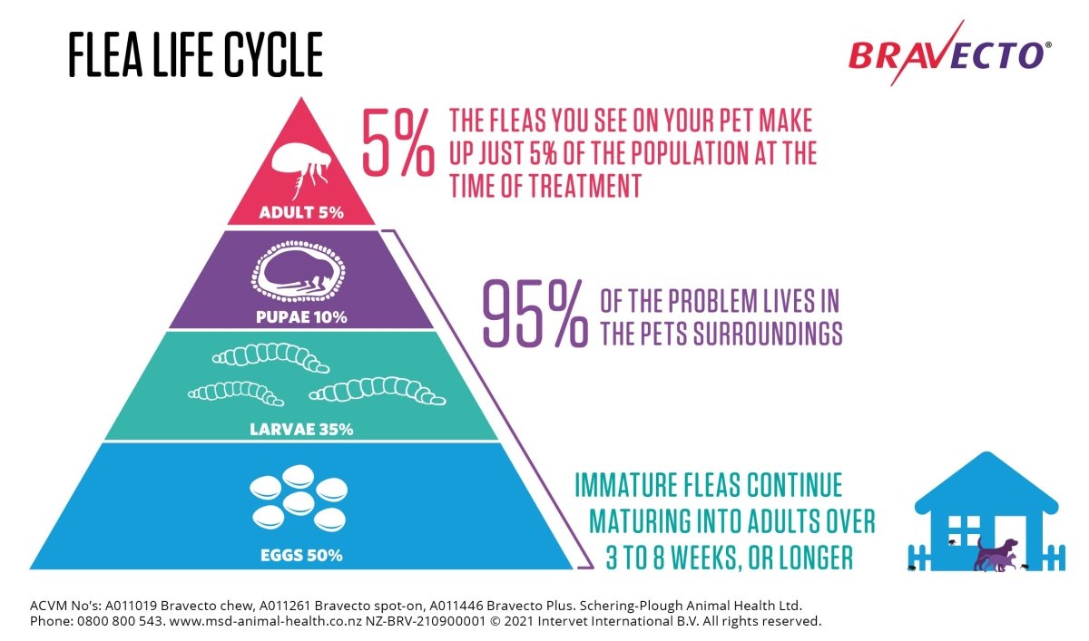 Bravecto Plus Flea & Worm for Cats - Pet Supply